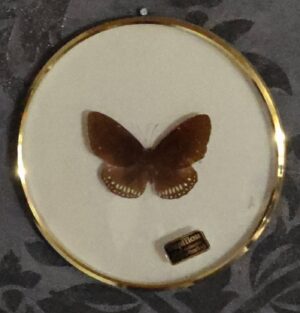 Schmetterling im Rahmen